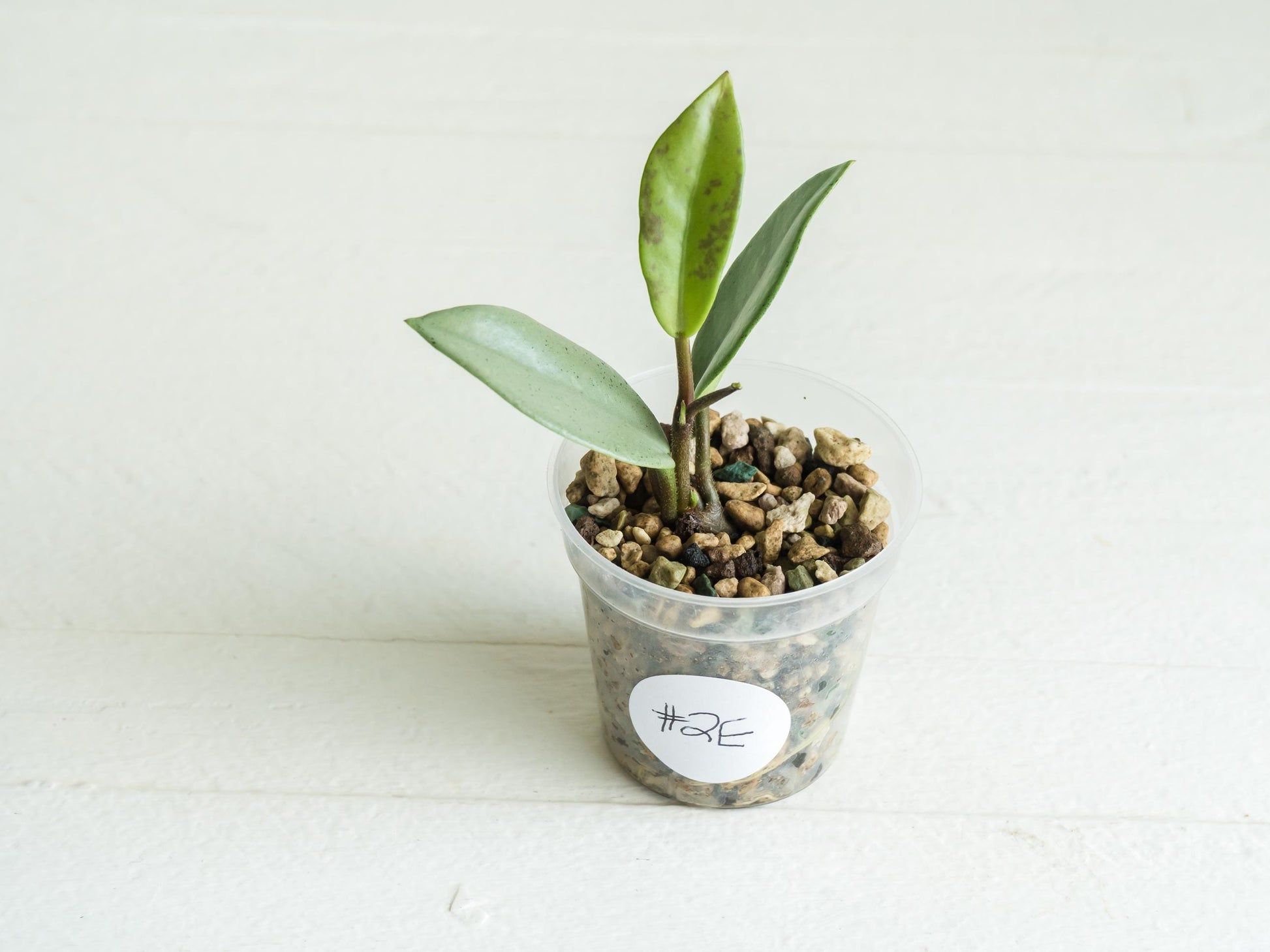 Hoya carnosa 'Wilbur Graves' (Silver) | 2-Inch