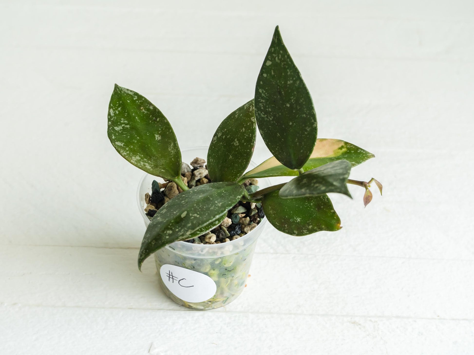 Hoya nabawanensis (Splash) | 2-Inch