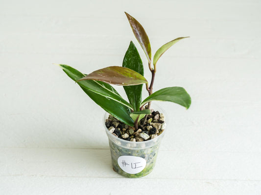 Hoya pubicalyx (Albo, Low Splash)