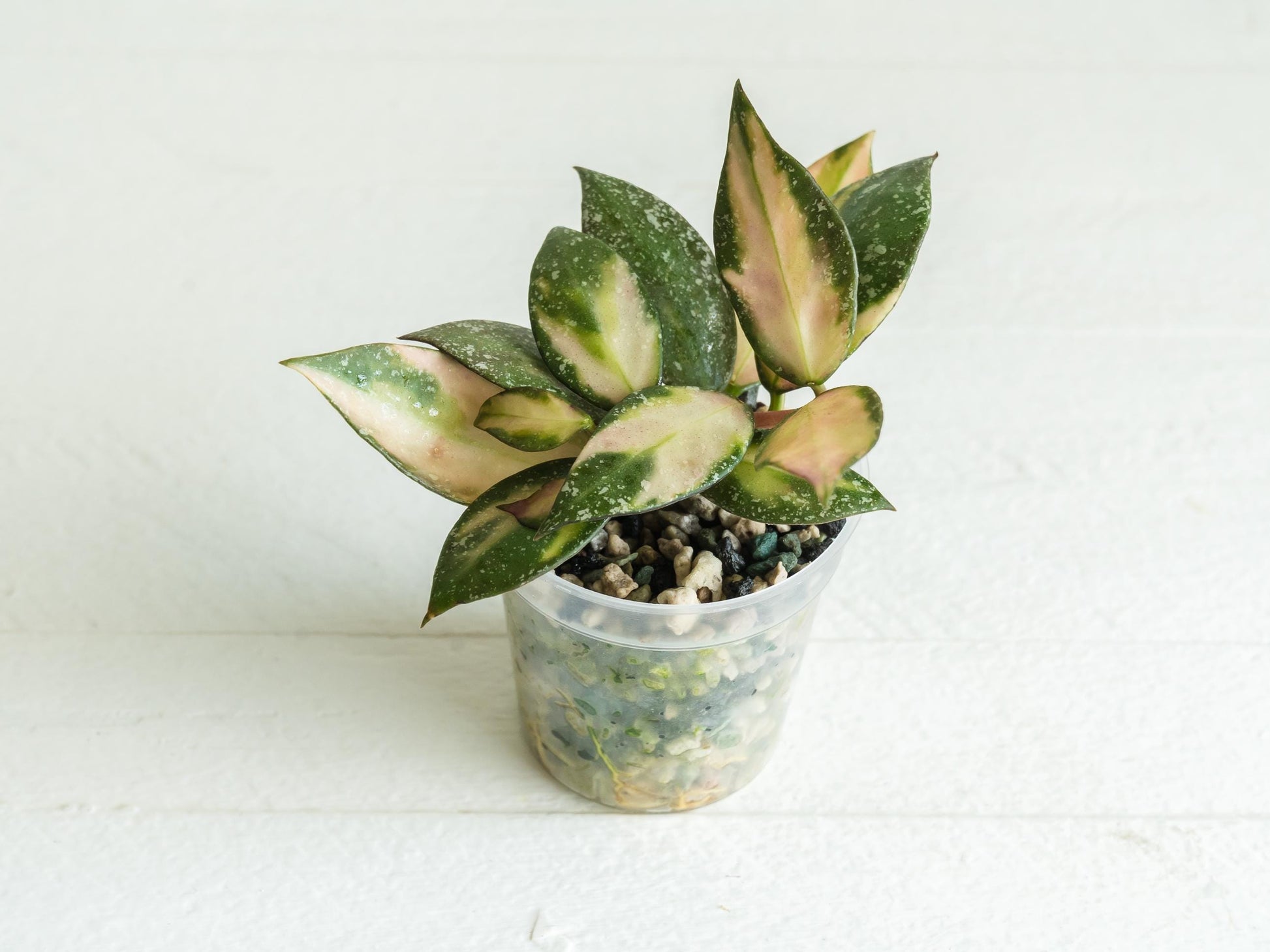 Hoya nabawanensis (Inner Variegated) | 2-Inch