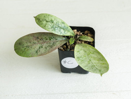Hoya 'Lorelai' | 2-Inch