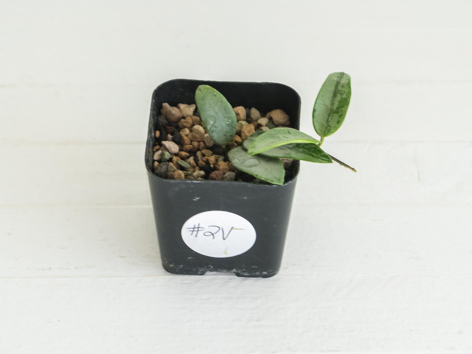 Hoya lima (Silver) | 2-Inch