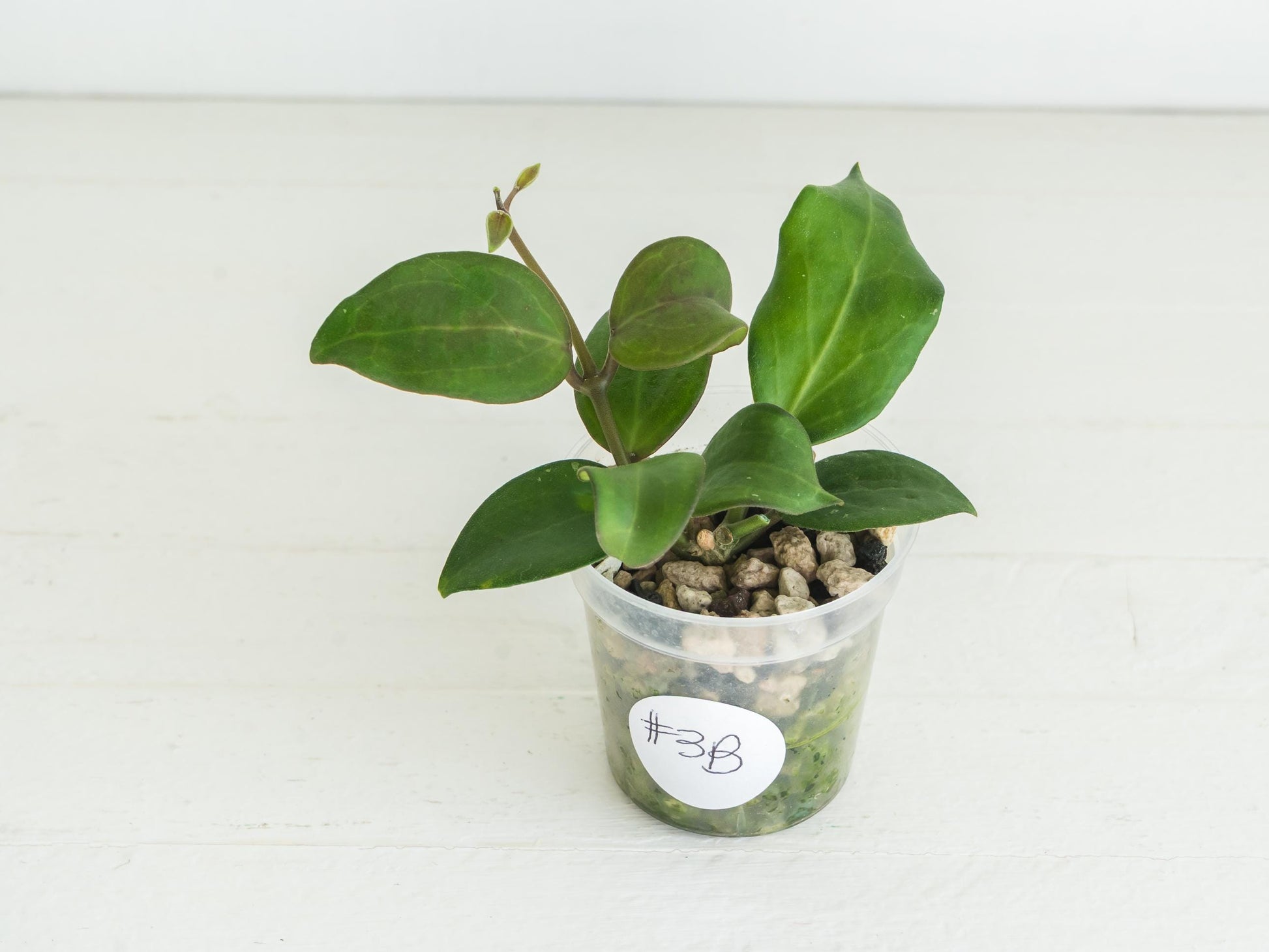 Hoya ‘Aramelon’ (UPT012) | 2-Inch