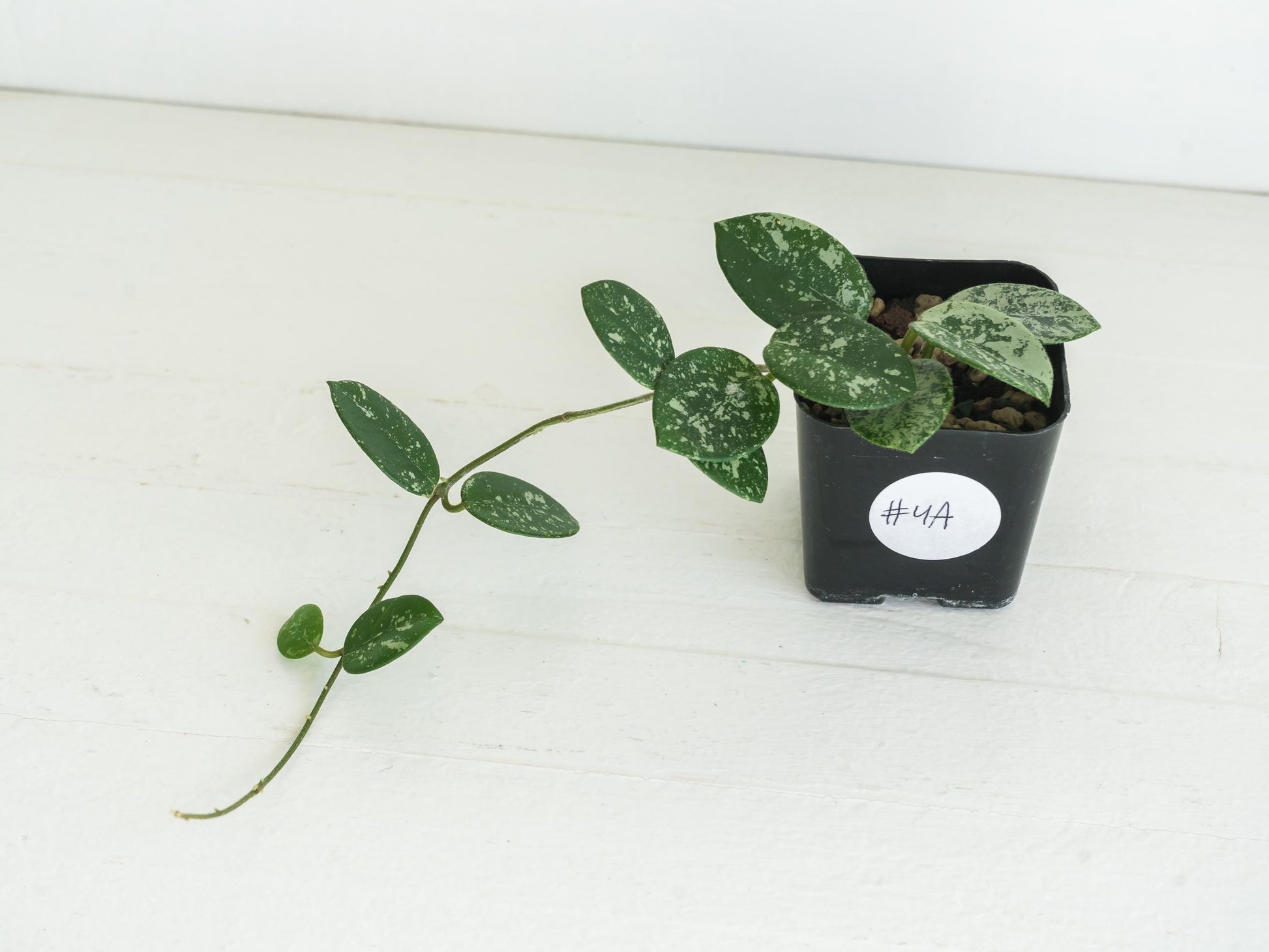 Hoya 'Mathilde' (Splash) | 2-Inch