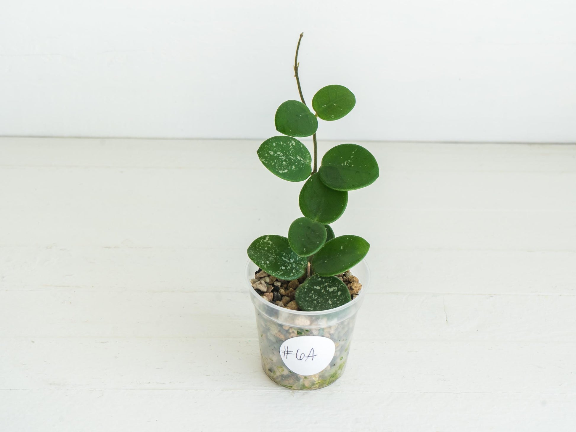 Hoya 'Mathilde' | 2-Inch