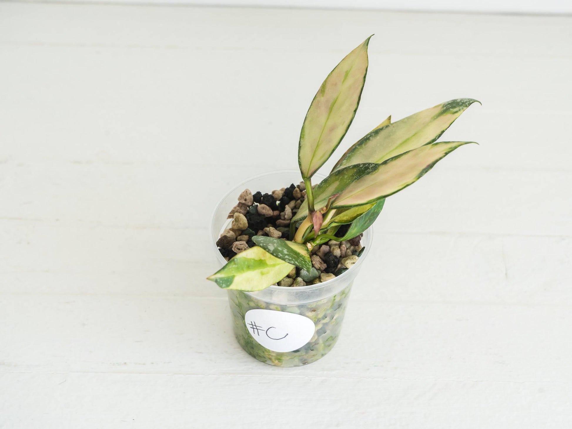 Hoya nabawanensis (Inner Variegated) | 2-Inch