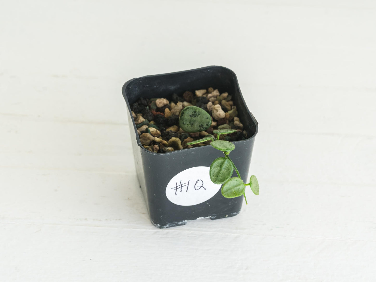 Hoya serpens (Silver) | 2-Inch
