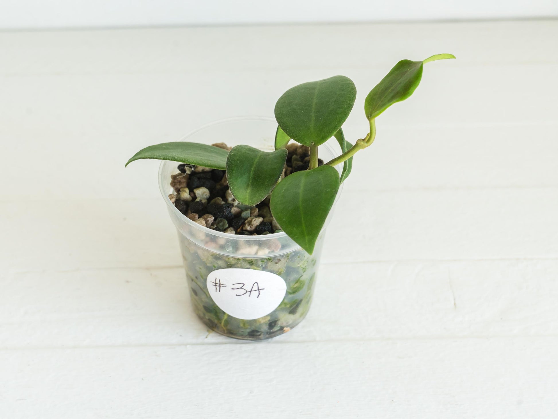 Hoya ‘Aramelon’ (UPT012) | 2-Inch