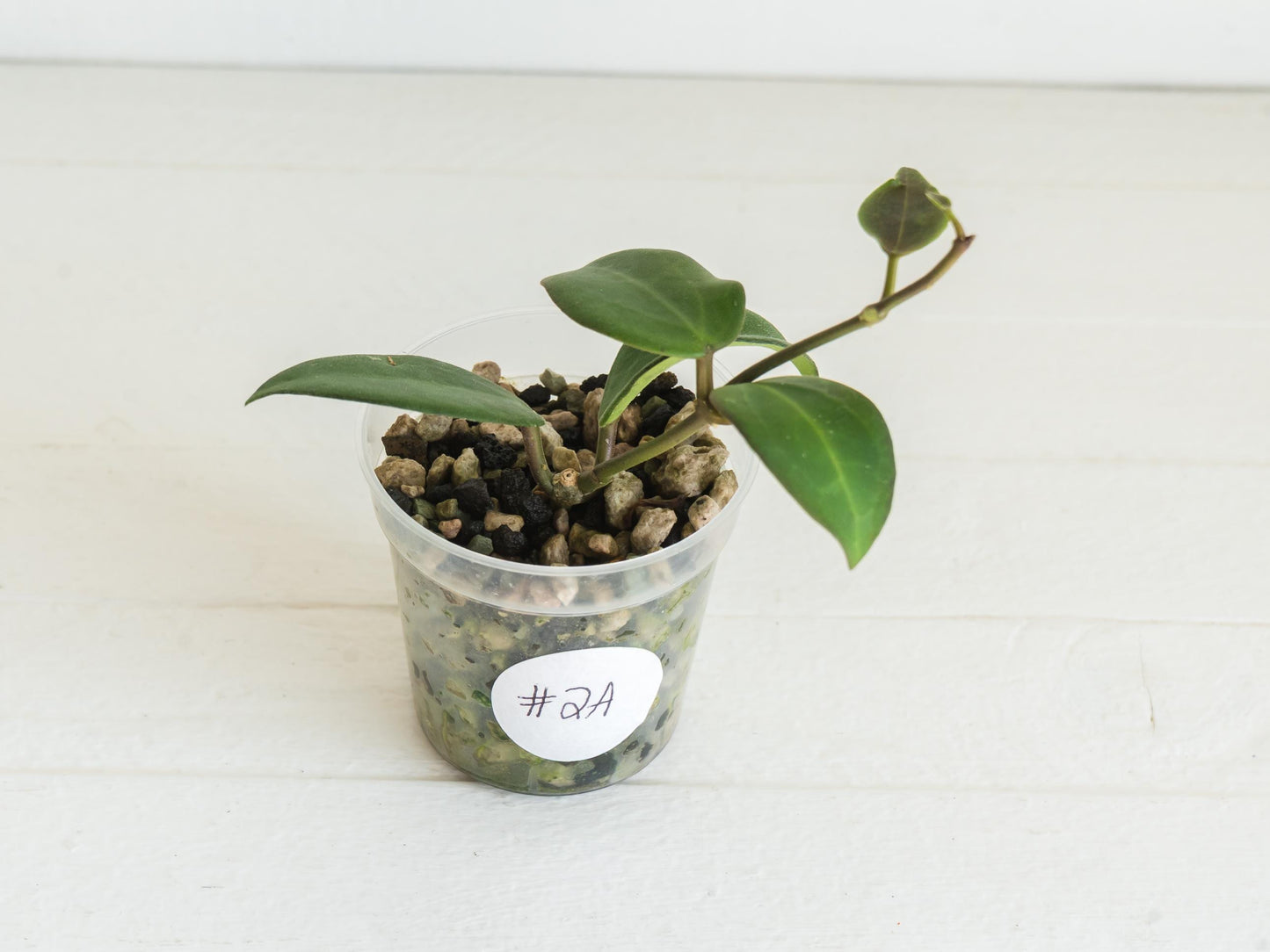 Hoya ‘Aramelon’ (UPT012) | 2-Inch