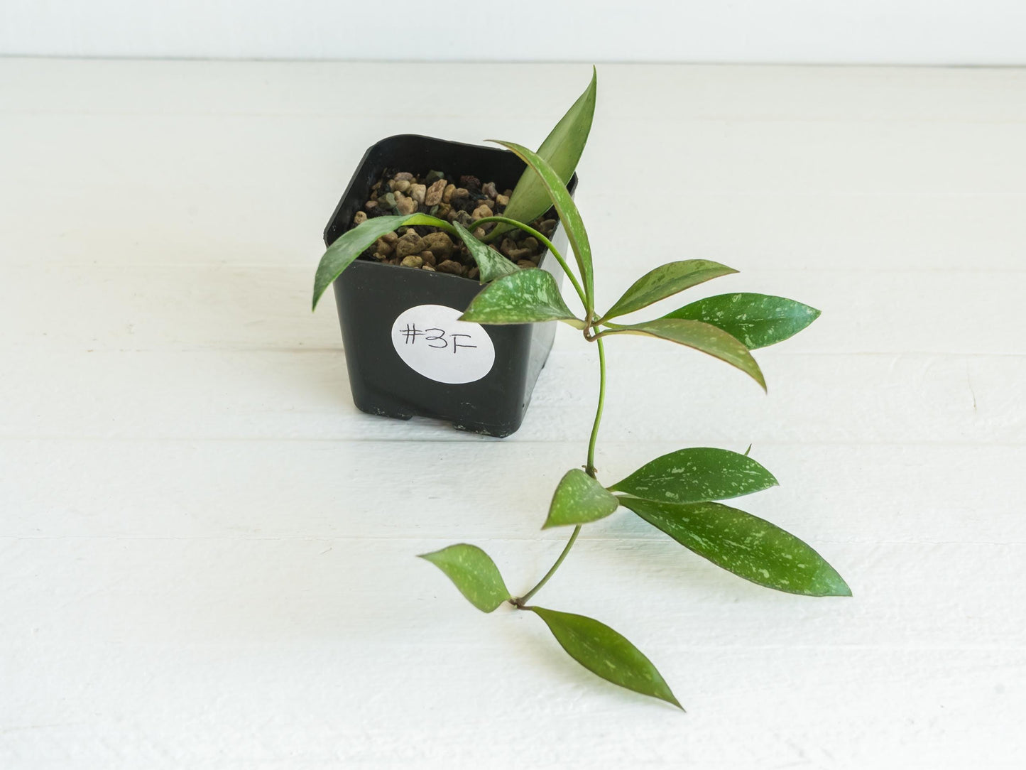 Hoya ‘Rosita’ (Splash) | 2-Inch