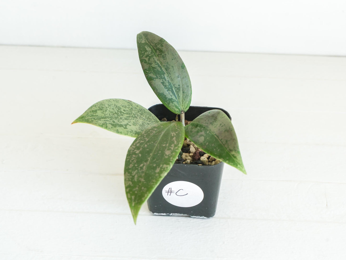 Hoya 'Strawberry Matcha' (UPT008) | 2-Inch