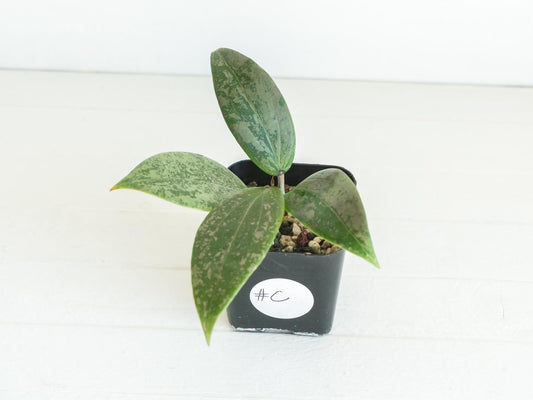 Hoya 'Strawberry Matcha' (UPT008) | 2-Inch