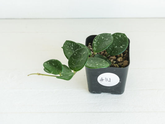 Hoya 'Mathilde' | 2-Inch