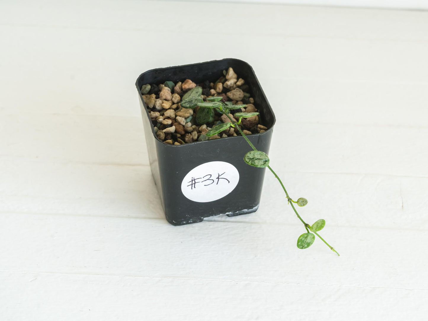 Hoya serpens (Silver) | 2-Inch