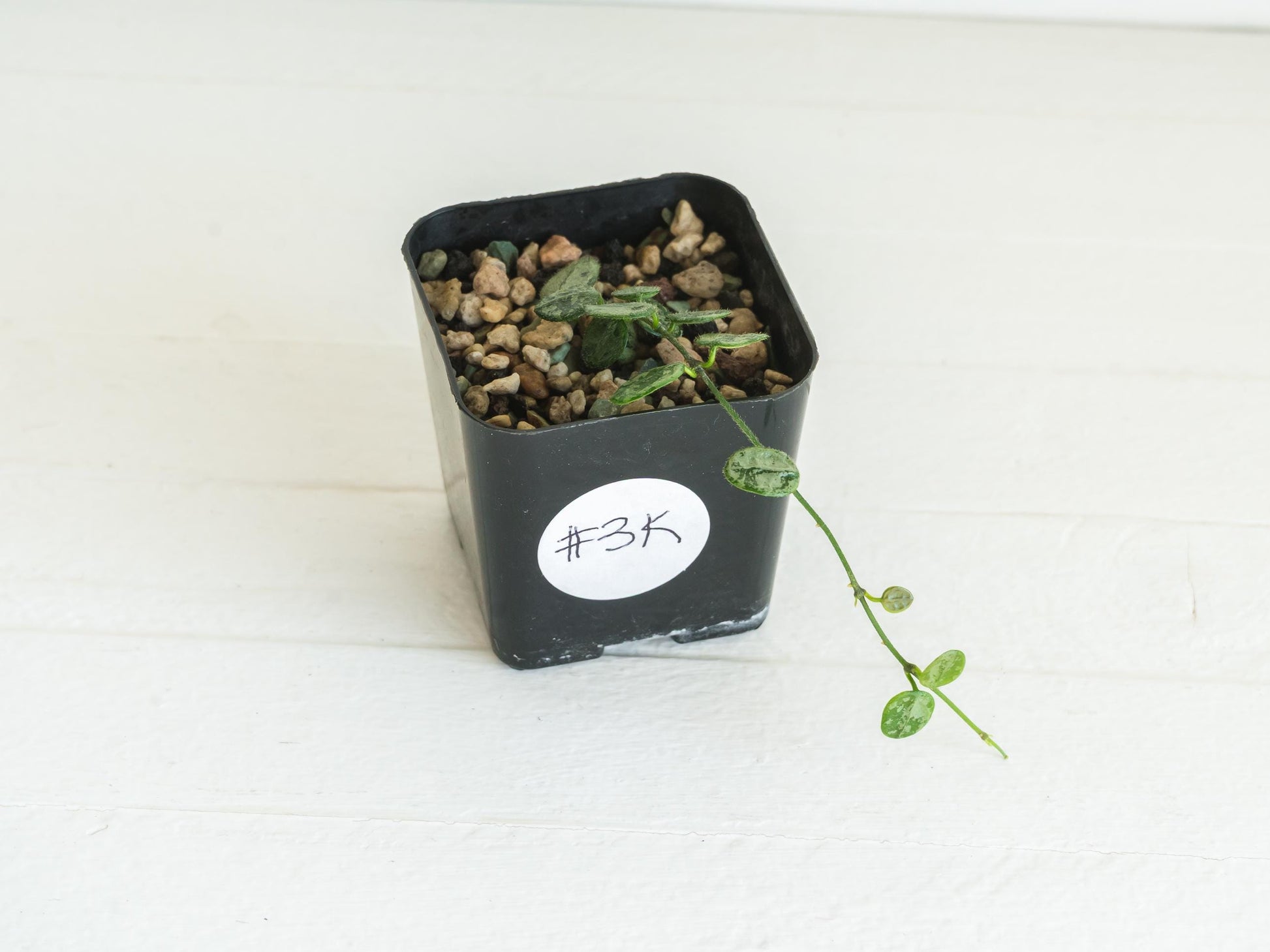 Hoya serpens (Silver) | 2-Inch