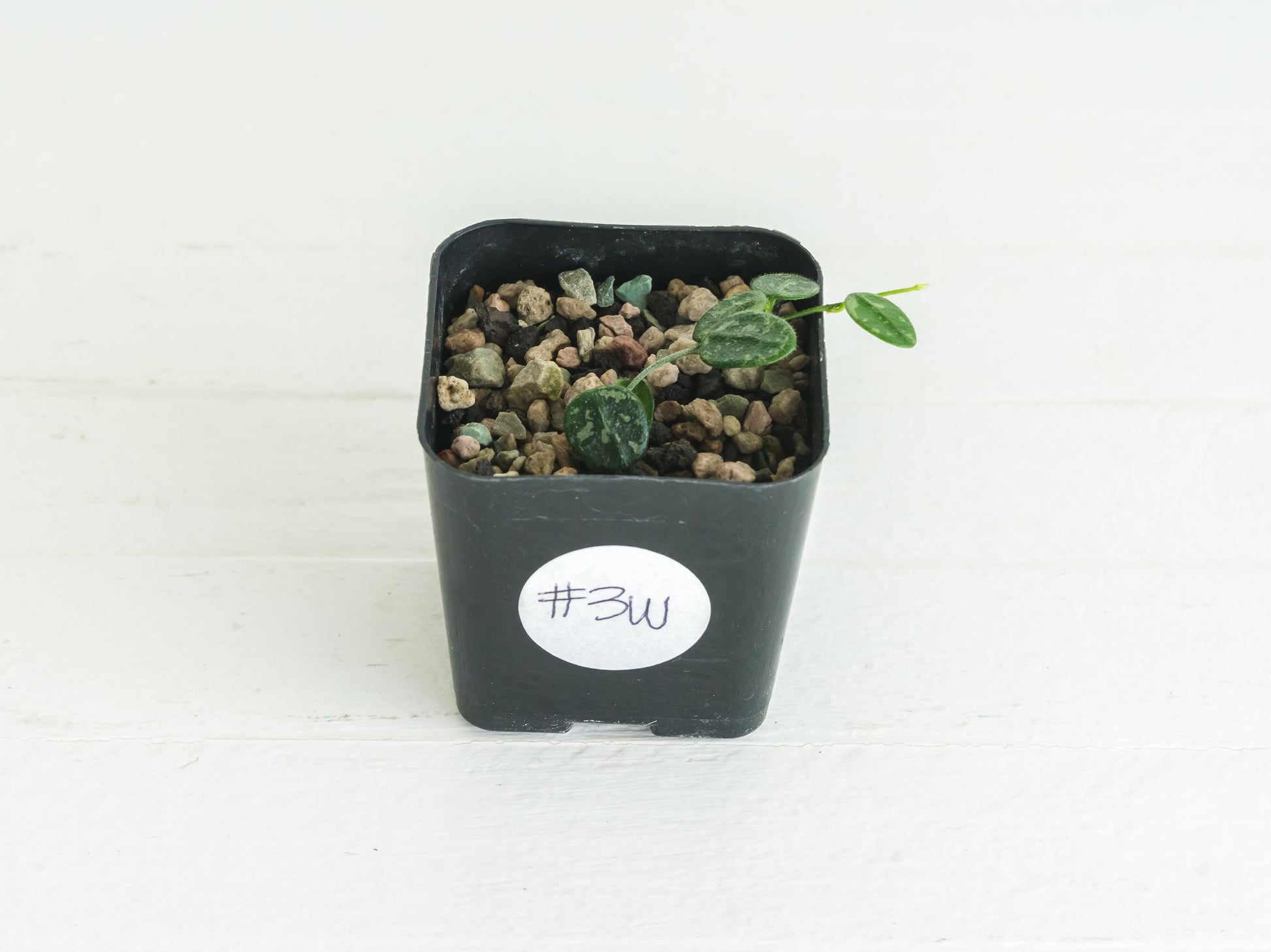 Hoya serpens (Splash) | 2-Inch