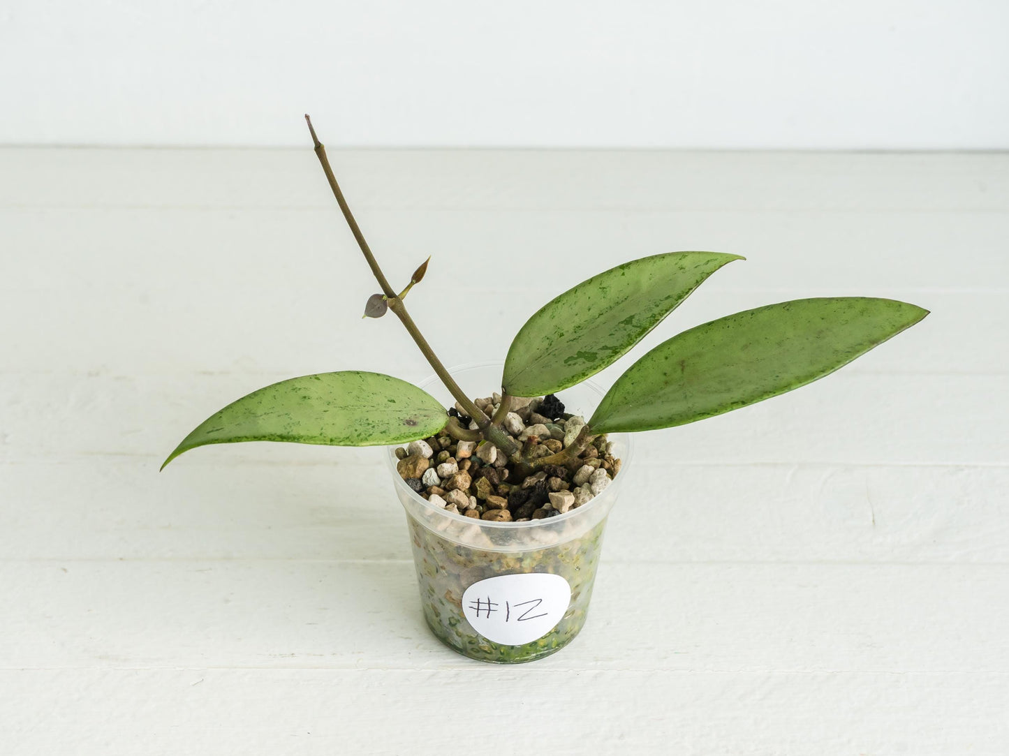 Hoya 'Snow Cui' (Silver) | 2-Inch