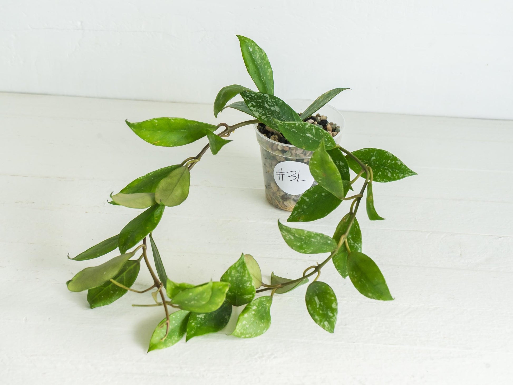 Hoya 'Rebecca' (Splash) | 2-Inch