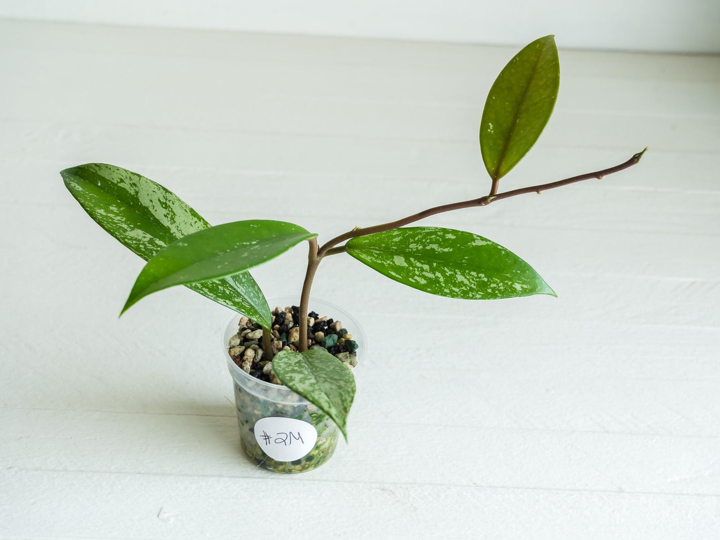 Hoya pubicalyx (Splash) | 2-Inch