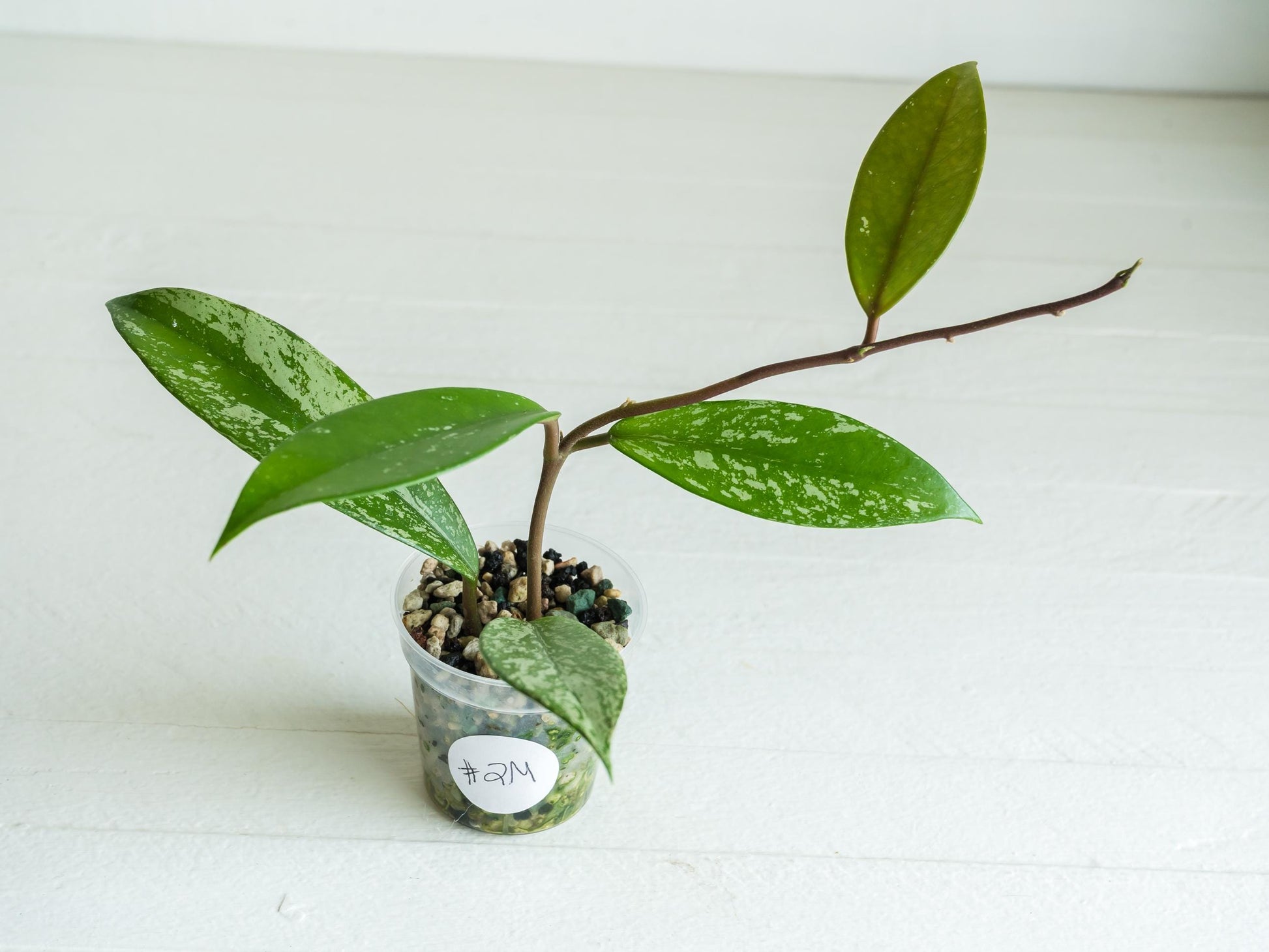 Hoya pubicalyx (Splash) | 2-Inch