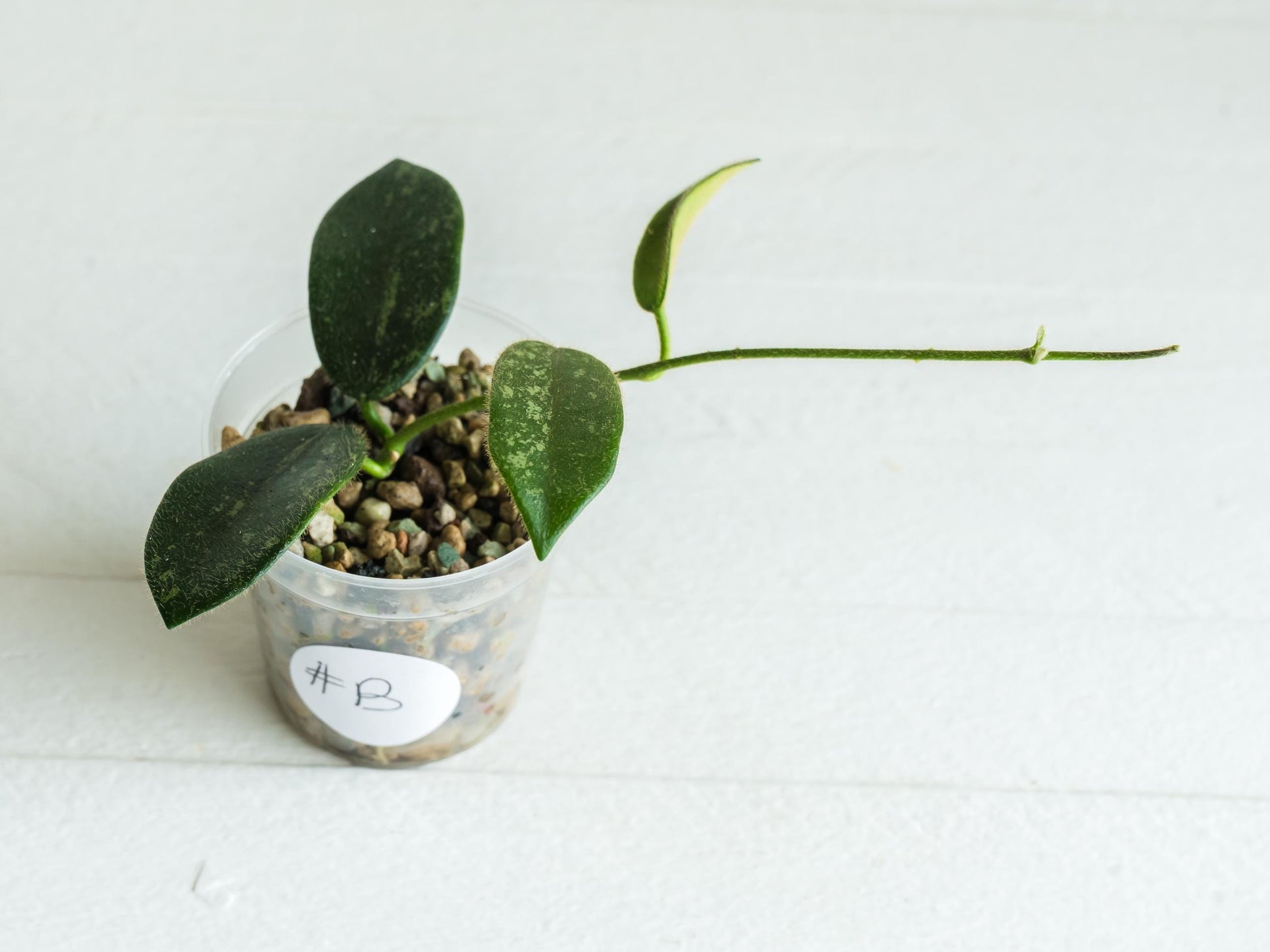 Hoya thomsonii (Pink Flower) | 2-Inch