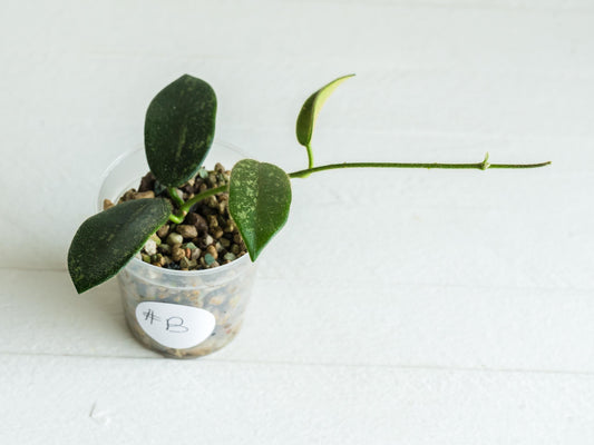 Hoya thomsonii (Pink Flower) | 2-Inch