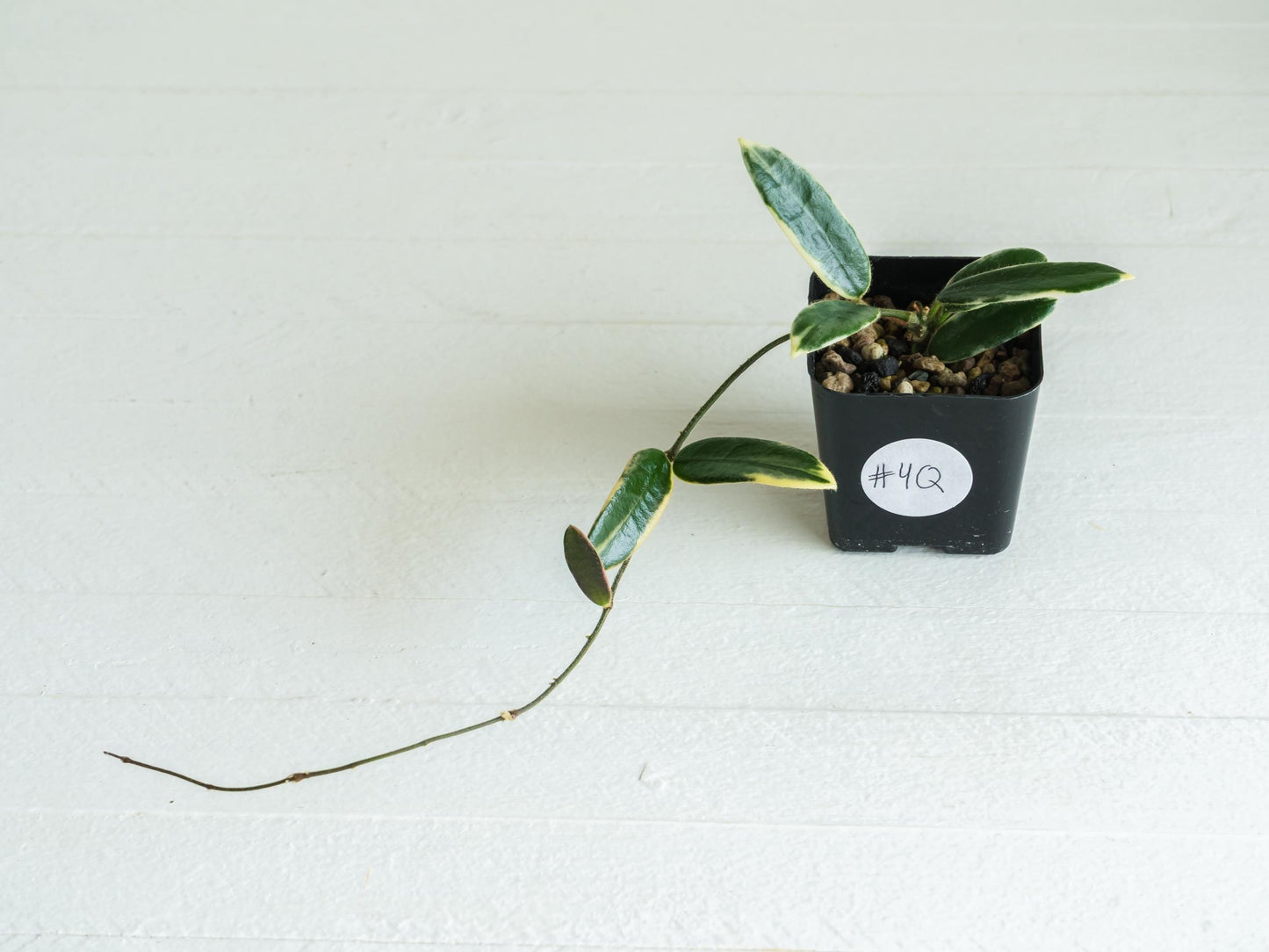 Hoya lyi 'Prism' (Pink Flower) | 2-Inch