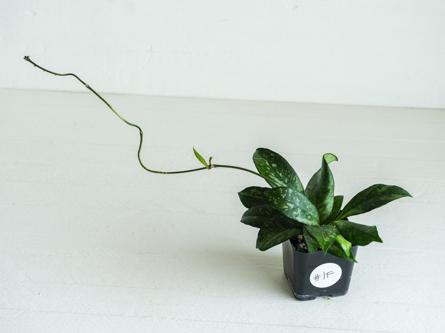 Hoya crassipetiolata (Splash) | 2-Inch