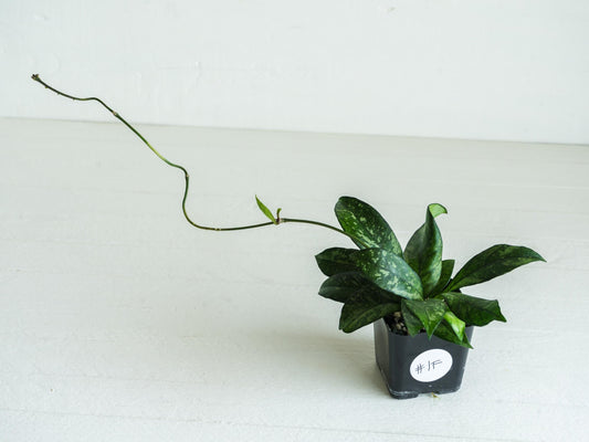 Hoya crassipetiolata (Splash) | 2-Inch