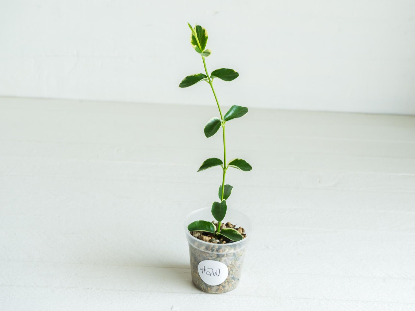 Hoya cumingiana (Albo | Outer Variegated) | 2-Inch