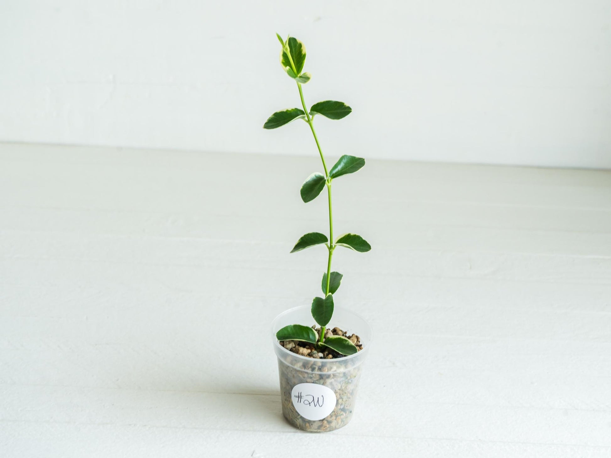 Hoya cumingiana (Albo | Outer Variegated) | 2-Inch