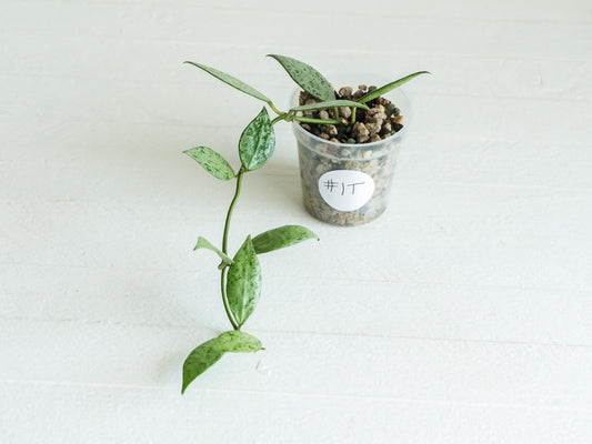 Hoya lacunosa 'Silver Lime' | 2-Inch