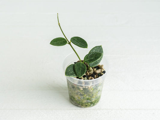 Hoya 'Lotus Bena' | 2-Inch