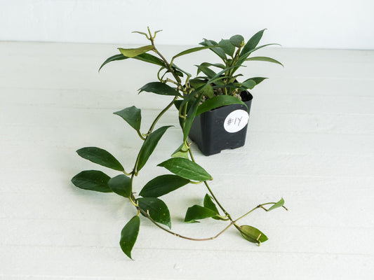 Hoya 'Rebecca' | 2-Inch
