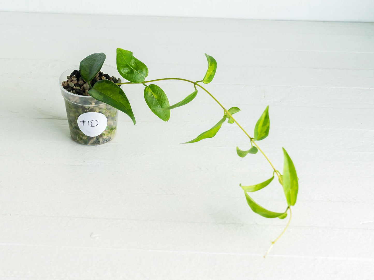 Hoya dennisii ‘Frida’ | 2-Inch