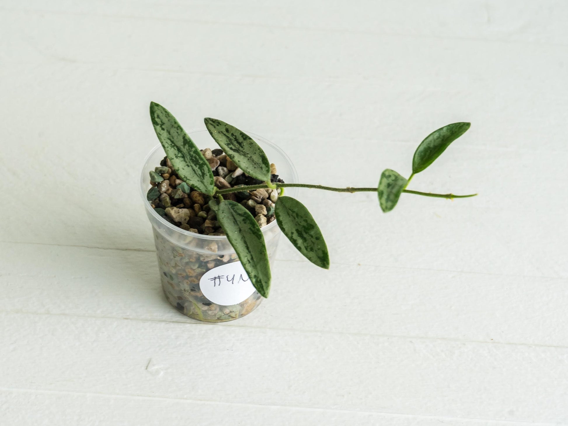 Hoya lima (Silver) | 2-Inch