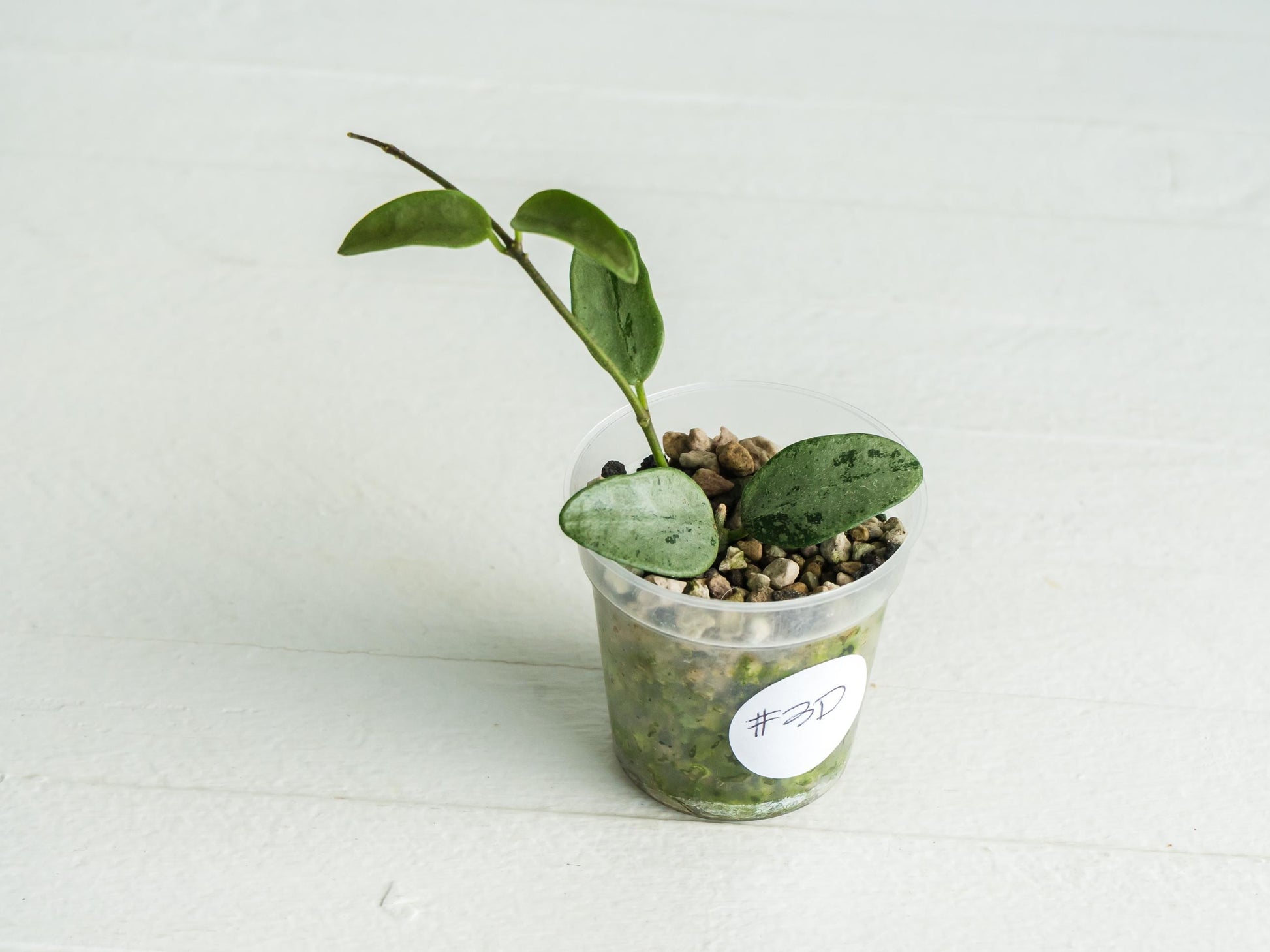 Hoya lima (Silver) | 2-Inch