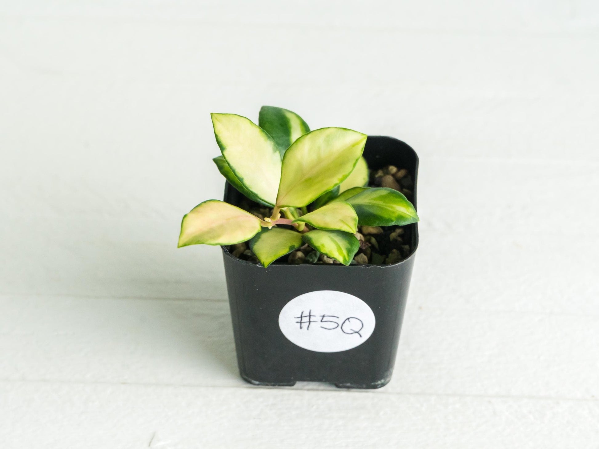 Hoya heuschkeliana (Inner Variegated) | 2-Inch
