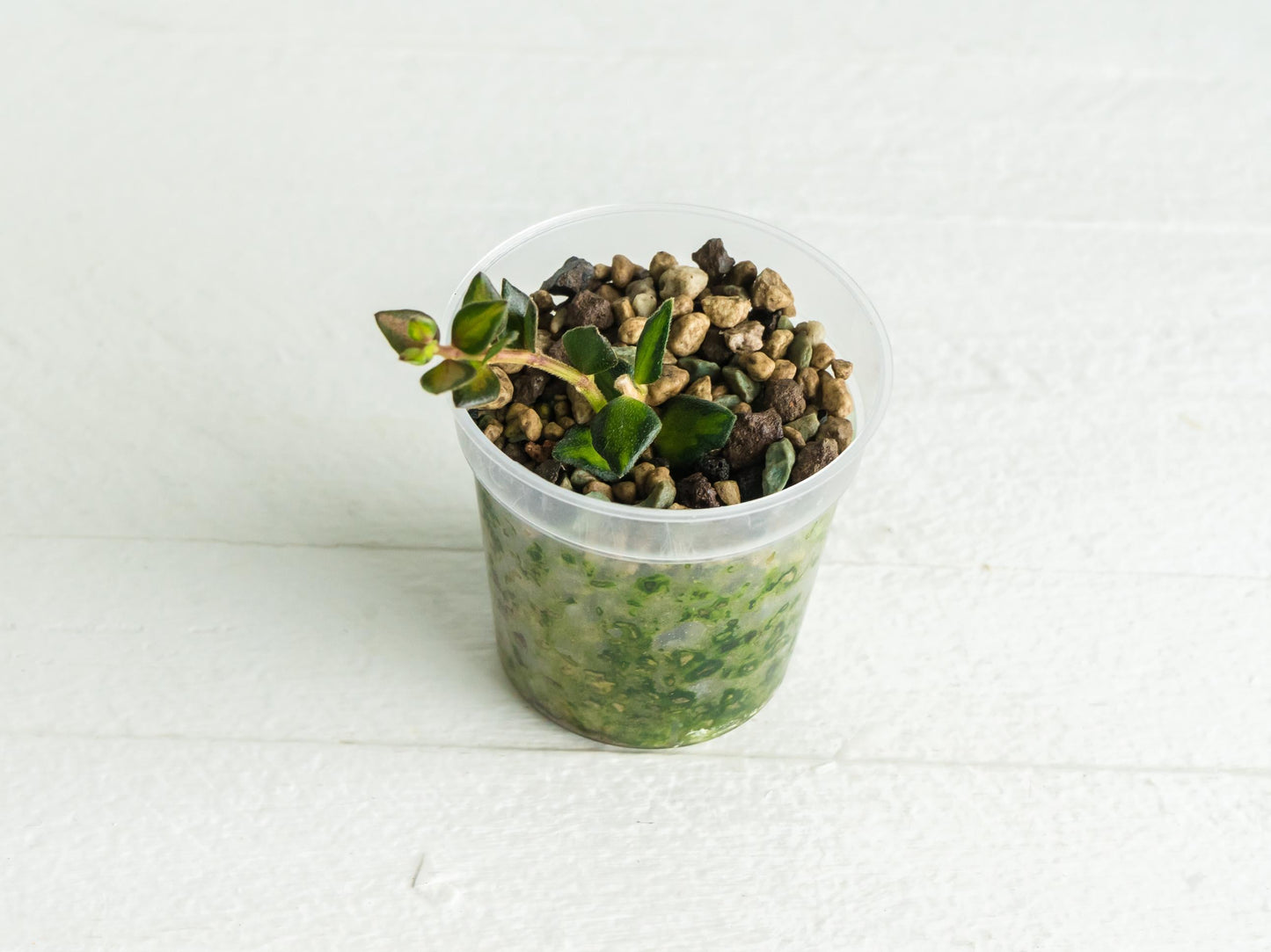 Hoya chinghungensis (Inner variegated) | 2-Inch