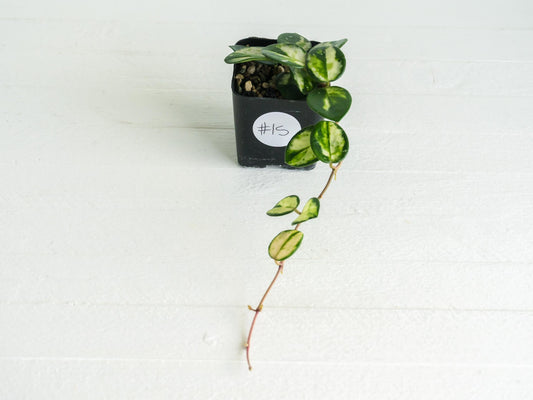 Hoya 'Mathilde' (Inner Variegated) | 2-Inch