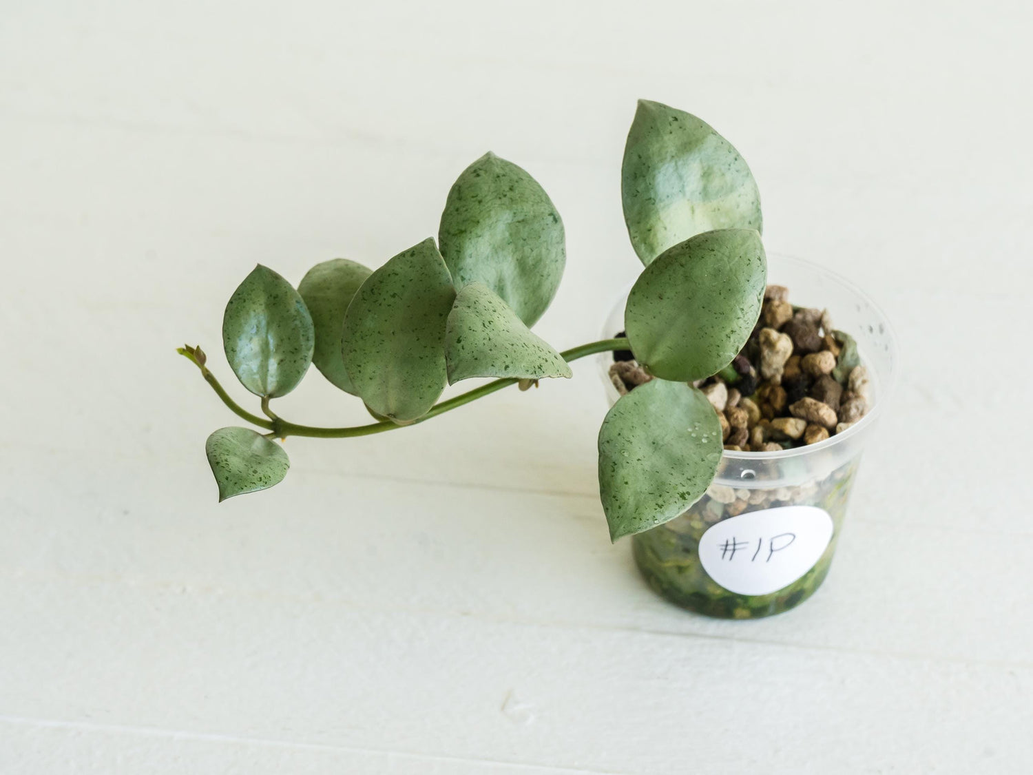 Hoya lacunosa 'Silver Mint Coin'