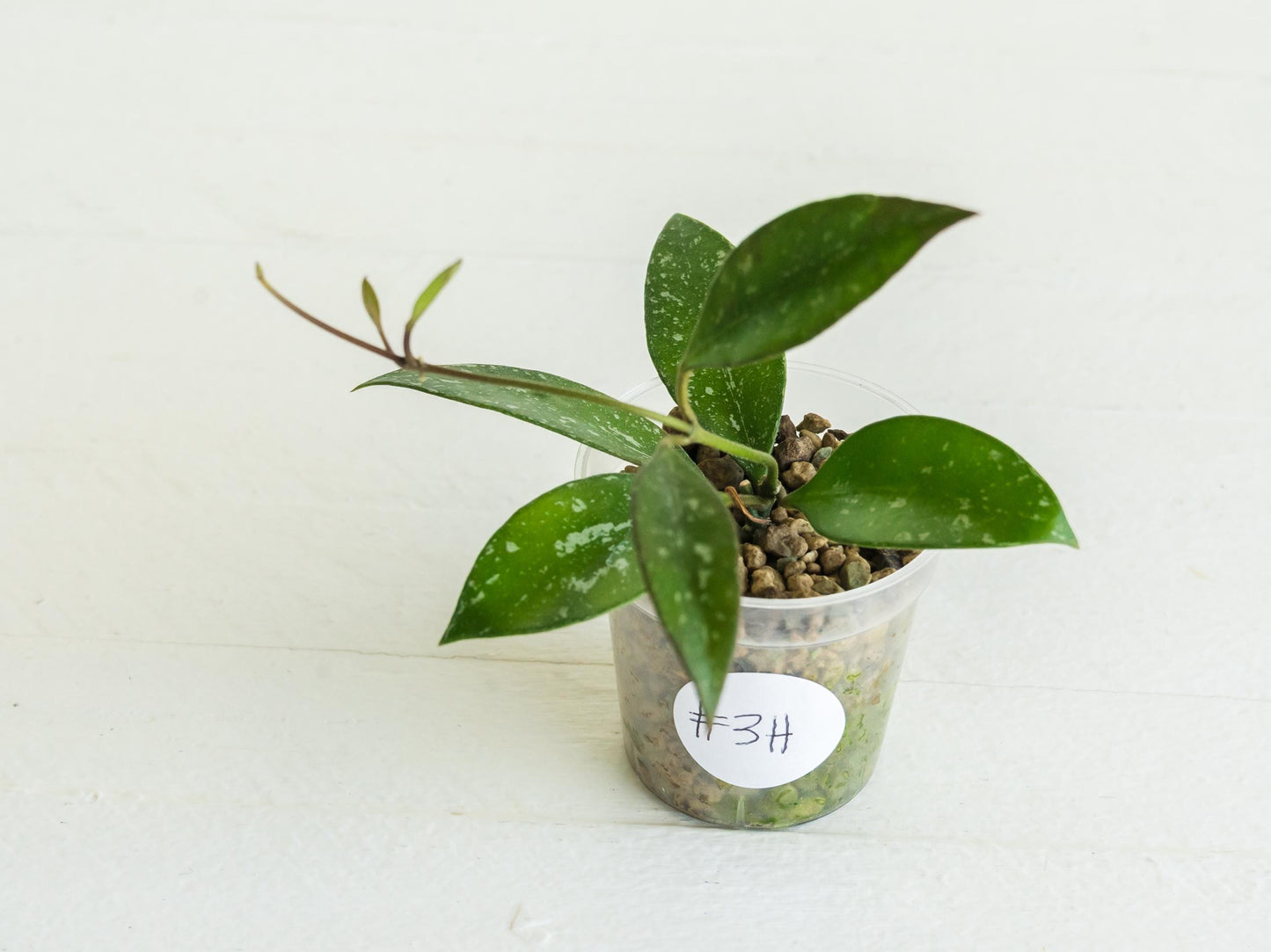 Hoya ‘Rosita’ (Splash) | 2-Inch