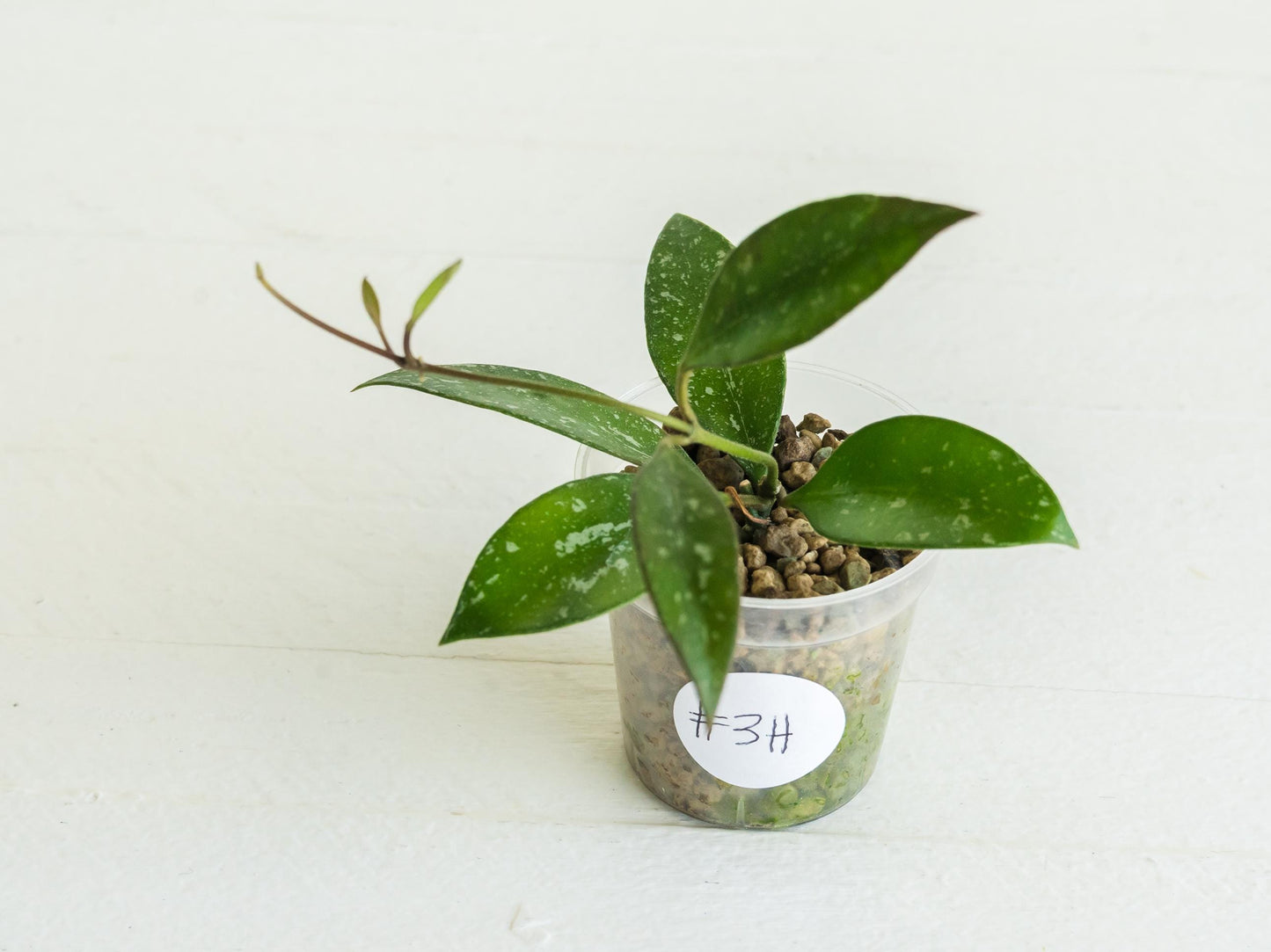 Hoya ‘Rosita’ (Splash) | 2-Inch