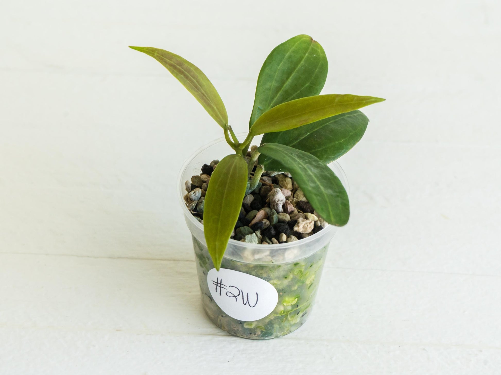 Hoya Microdwarf | 2-Inch