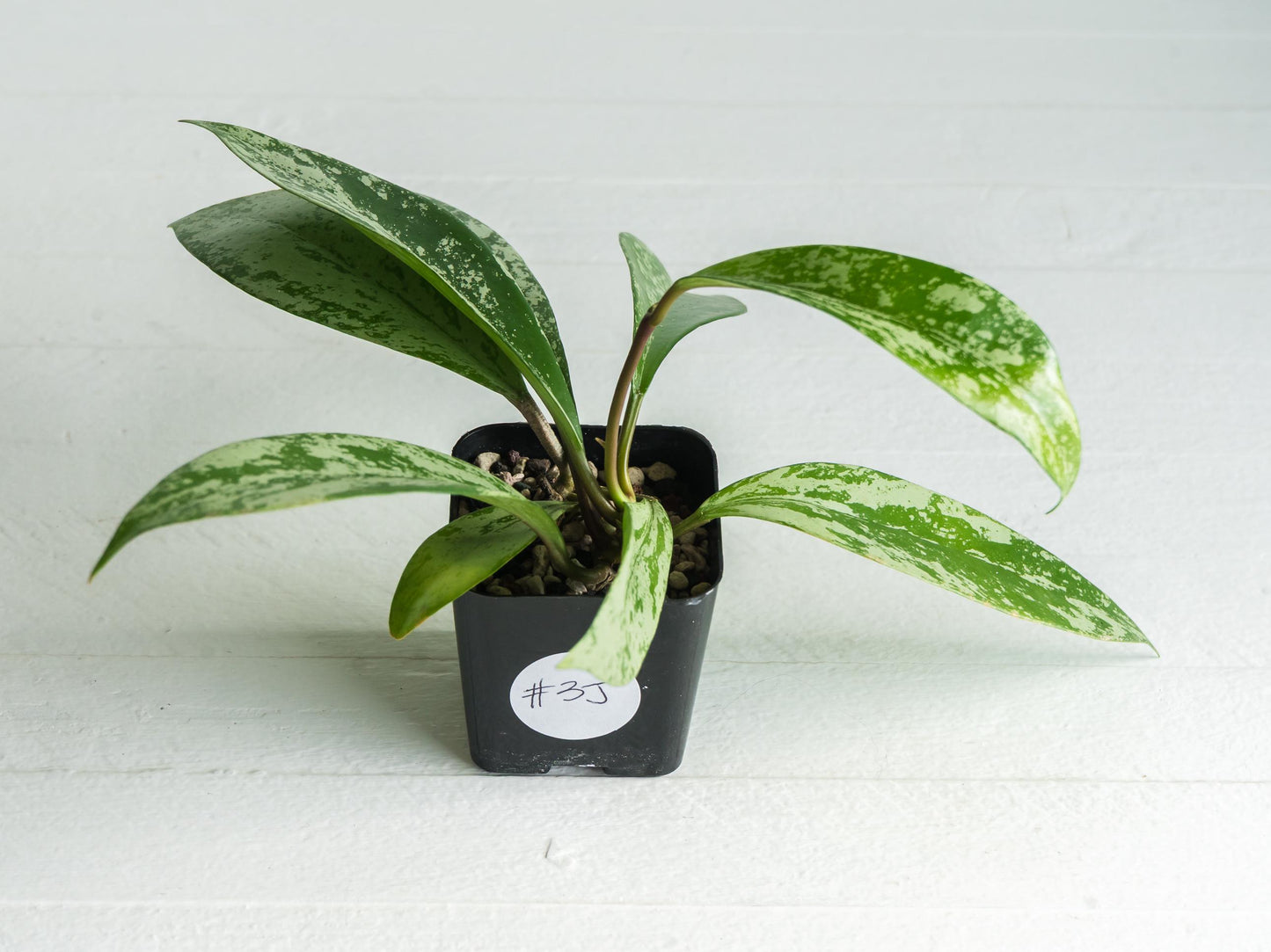 Hoya pubicalyx (Splash) | 2-Inch
