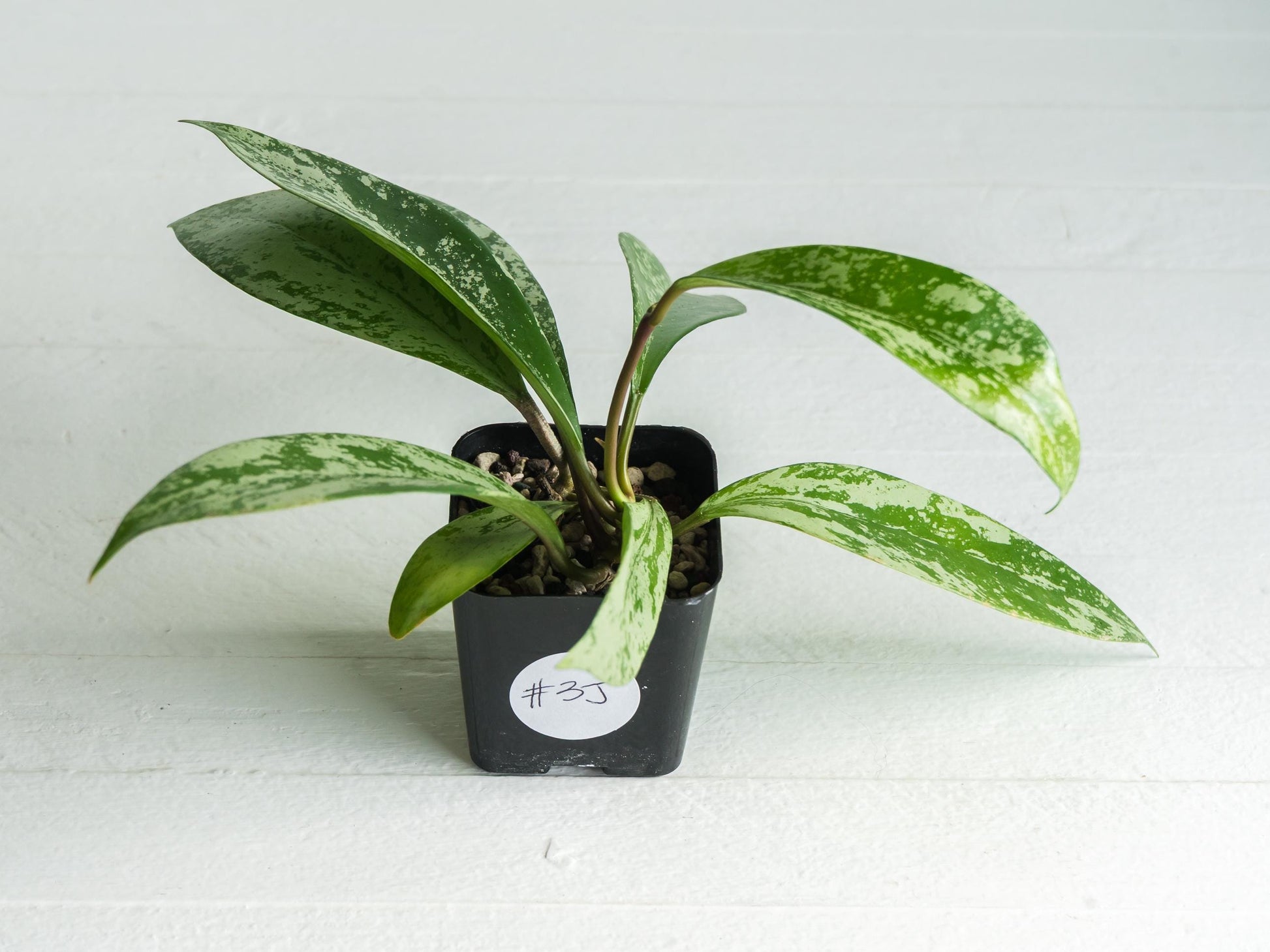 Hoya pubicalyx (Splash) | 2-Inch