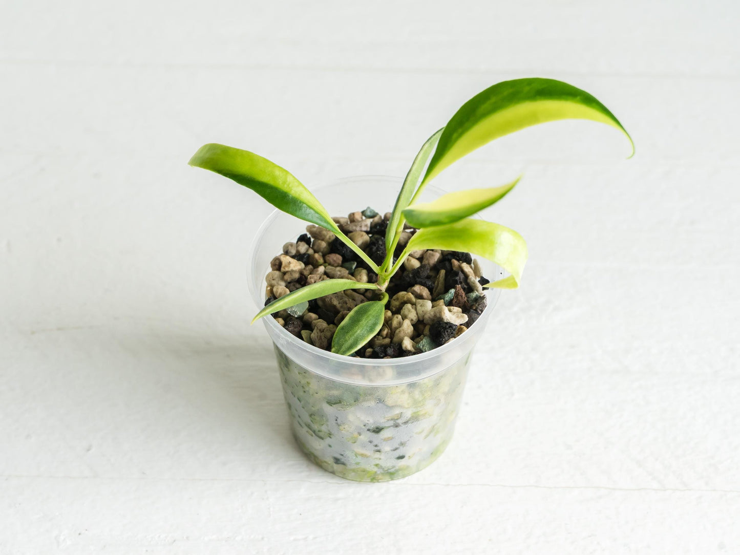 Hoya tsangii (Outer Variegated / Albo) | 2-Inch Pot