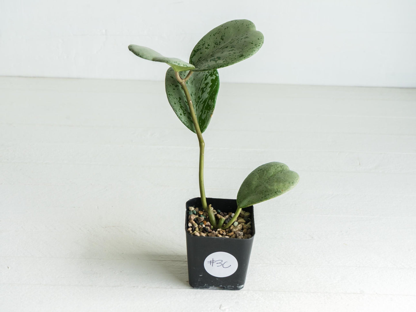 Hoya chiang dao (Silver) | 2-Inch