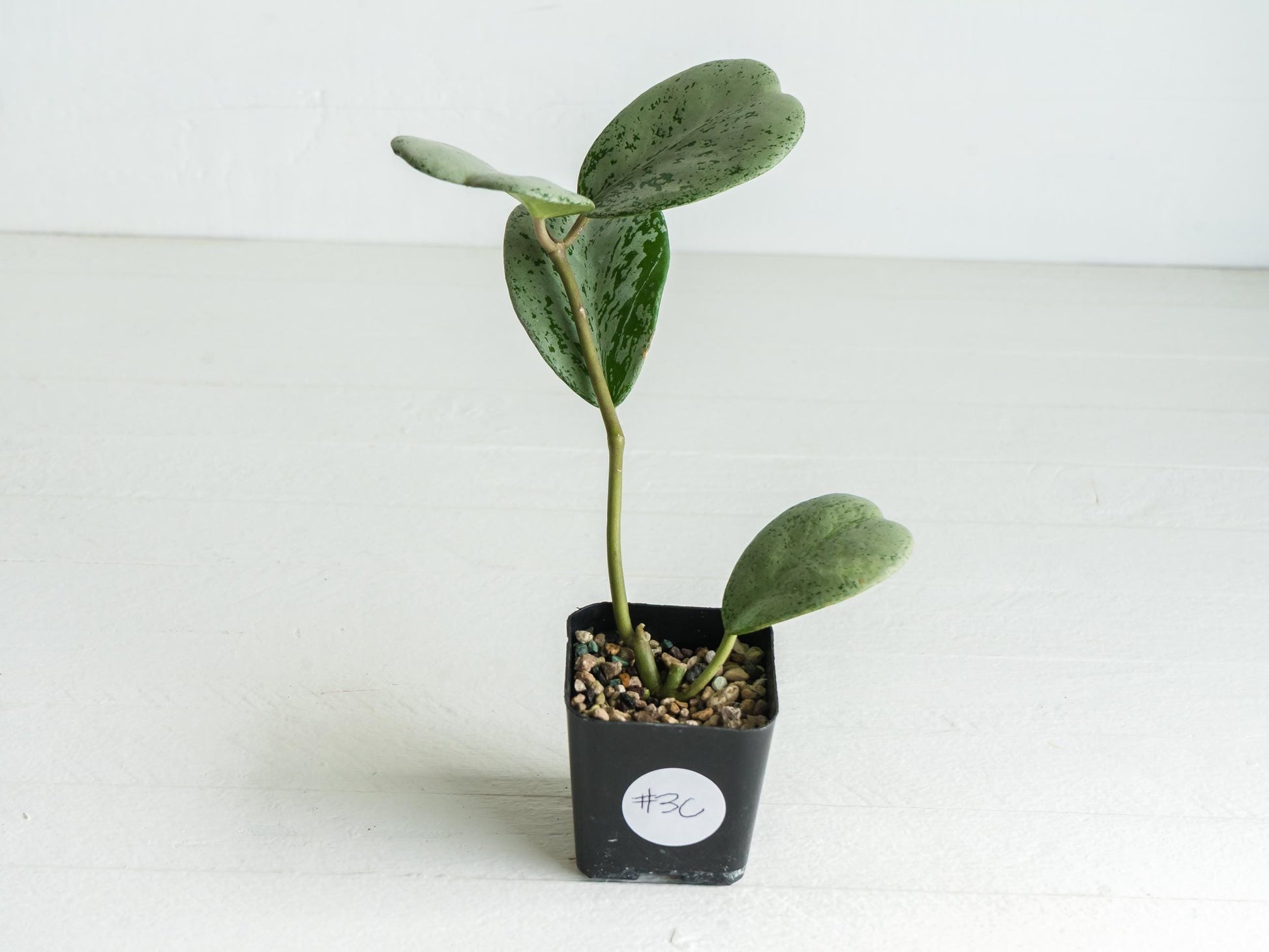 Hoya chiang dao (Silver) | 2-Inch