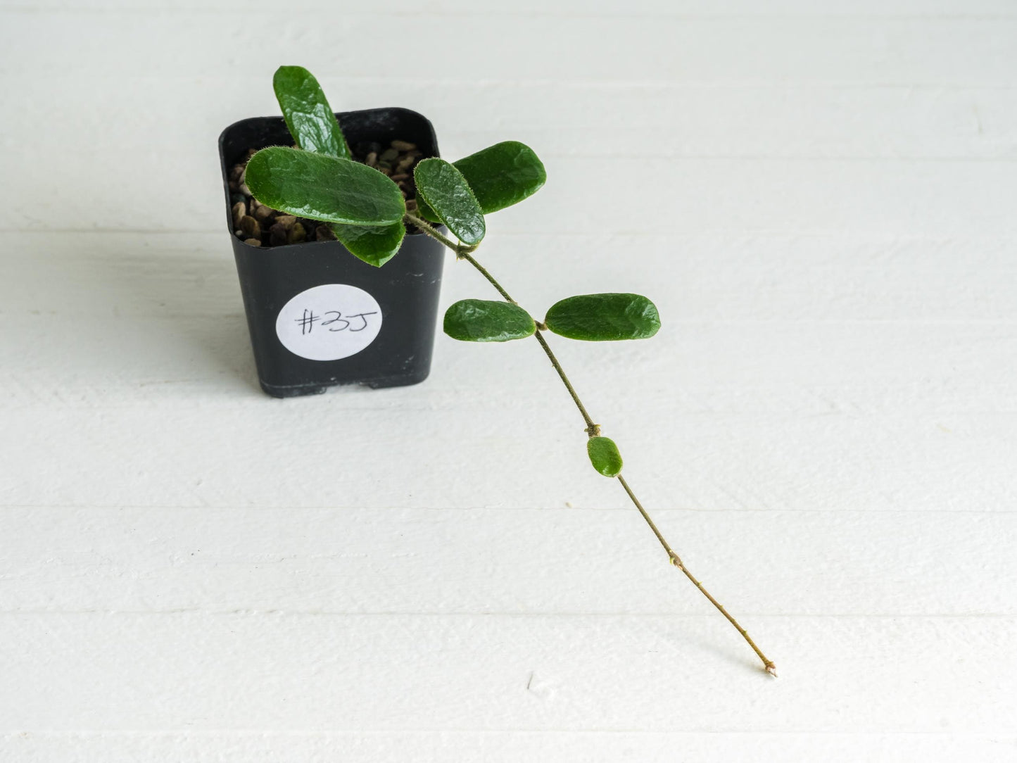 Hoya rotundiflora | 2-Inch